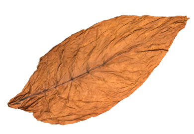burley-leaf