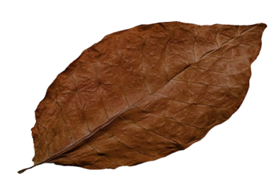 dark-leaf